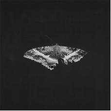 Kendrick Lamar - To Pimp A Butterfly (Alternate Artwork 10th Anniversary Edition)